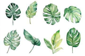 Obraz premium Watercolor painting of various tropical leaves with vibrant colors and delicate brushstrokes