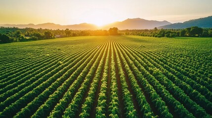 Fototapeta premium Vibrant Green Vineyard Rows Under Sunrise in Scenic Landscape