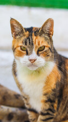 Gato colorido com pelos vibrantes encarando a câmera, com uma expressão curiosa e focada. A imagem captura a beleza e o olhar expressivo do felino