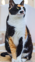 gato branco com manchas escuras caminha pelas charmosas ruas de mykonos, grécia. cena típica das ilhas gregas, com arquitetura branca, clima mediterrâneo e atmosfera tranquila