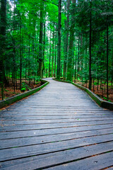 Obraz premium Wooden Walkway through Bavarian Forest.