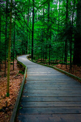 Obraz premium Wooden Walkway through Bavarian Forest.