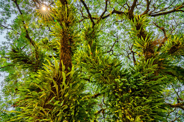 Background of a beautiful tropical tree with sunbeams