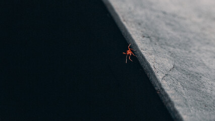 Formiga Procurando uma via