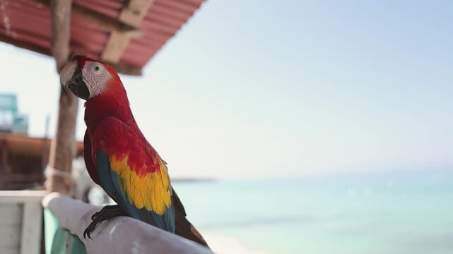 A colorful ara parrot visiting us on our balcony in Playa Blanca, Colombia.