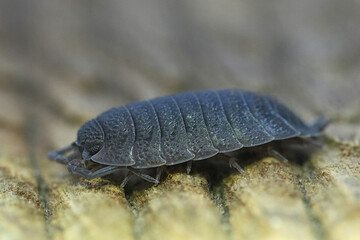 Closeup on a grey Rough woodlouse, Porcellio scaber, on a piece of wood in the garden