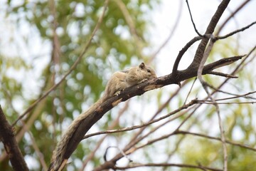 Squirrel on a branch