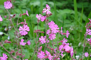 Pink Red Campion wildflower, silene dioica in flower.