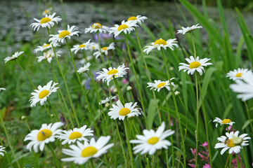 Fototapeta premium Yellow and white Chamomile daisies in flower.