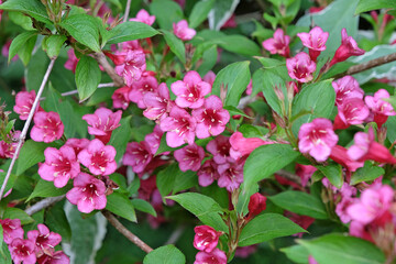 Bright pink Old Fashioned Weigela in flower.