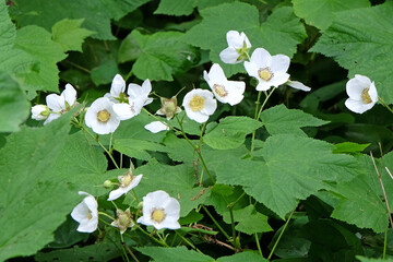 Rubus parviflorus, white thimbleberry, in flower.