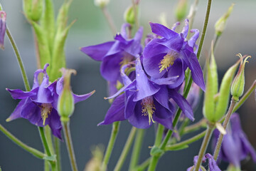 Purple Aquilegia vulgaris, Common Columbine, also known as American bluebells or culverwort, in flower.