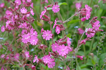 Pink Red Campion wildflower, silene dioica in flower.
