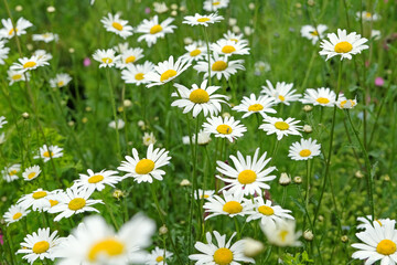 Fototapeta premium Yellow and white Chamomile daisies in flower.
