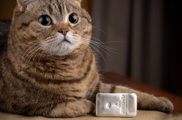 A tabby cat lies next to a 500 gram silver bar. A rich cat.