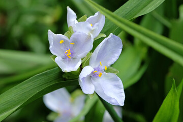 White and lilac Tradescantia Andersoniana, spider lily ‘Osprey’ in flower.