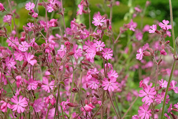 Fototapeta premium Pink Red Campion wildflower, silene dioica in flower.