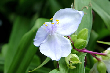 White and lilac Tradescantia Andersoniana, spider lily ‘Osprey’ in flower.