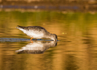 A common red shank searching for food in a pond shot beautifully with reflection 