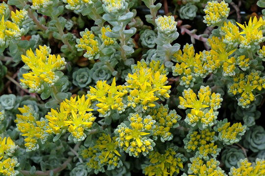 Yellow and green Sedum spathulifolium &lsquo;Cape Blanco&rsquo;, spoon leaved stonecrop in flower.