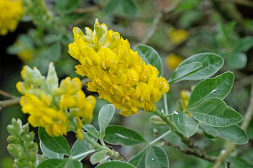 Yellow Argyrocytisus battandieri, pineapple broom or Moroccan Broom in flower.