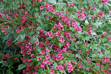 Bright pink Old Fashioned Weigela in flower.