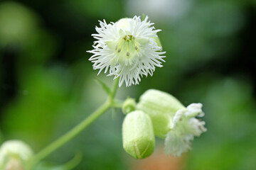 Silene stellata, white starry campion or fringed campion, in flower.