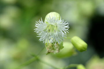 Silene stellata, white starry campion or fringed campion, in flower.