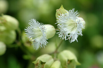 Silene stellata, white starry campion or fringed campion, in flower.