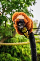 View of a red ruffed lemur in the zoo. © Bernhard