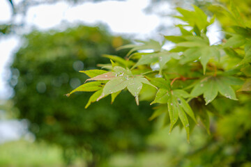 新緑のモミジの葉と自然の風景