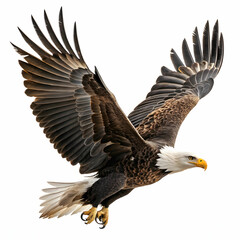 Fototapeta premium bald american eagle isolated