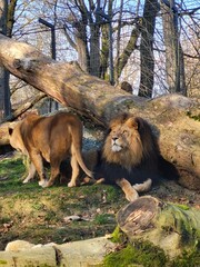 lion and lioness