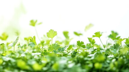 Obraz premium Growing fresh cilantro in a bright garden nature close-up