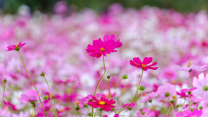 Obraz premium ピンクのコスモスが広がる美しい畑