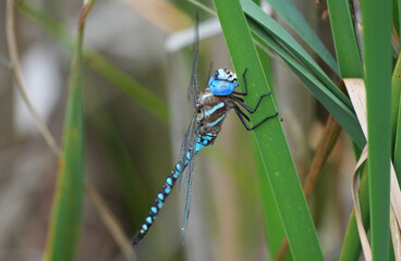 Closeup of  a Blue-eyed Darner Dragonfly on a Leaf