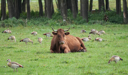 Brown Cow Resting in Green Pasture with Geese