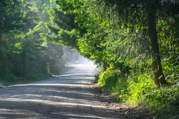 Obraz premium Forest highway, nahuel huapi park, rio negro province, argentina,
