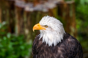 Portrait of an American bald eagle - head and shoulders.