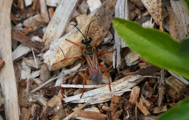 Close-Up of a Colorful Mud Dauber Wasp (Sceliphron caementarium) on Wood Mulch in Natural Habitat, Macro Insect Photography
