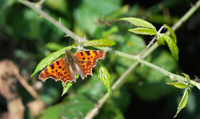 Closeup of a Comma butterfly (Polygonia c-album) sitting on a leaf