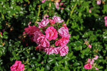Beautiful pink rose bush in the garden