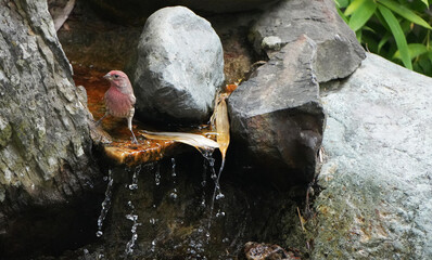 A House Finch (Haemorhous mexicanus) standing at a small waterfall in a Canadian garden