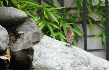House Finch Perched on a Large Stone in a Garden Setting with Green Bamboo Leaves in the Background