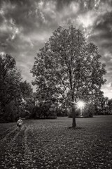 Naklejka premium Woman in the park at sunset.