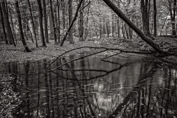 Rocky stream in autumn forest in Germany.