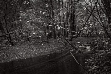 Rocky stream in autumn forest in Germany.