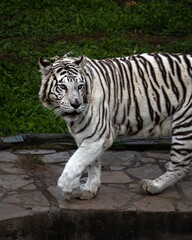 Visita al zoológico