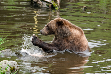 Alaskan brown bear in the water catching a fish.