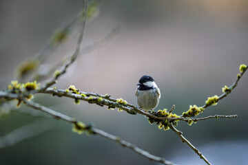 Oiseau (mésange noire) perché sur une branche. Arrière-plan flou avec faible profondeur de champ.